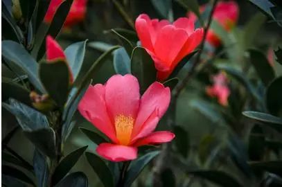 鵝凰嶂保護(hù)區(qū)特有種