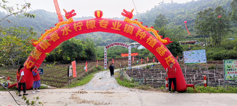 香水檸檬種植基地.jpg
