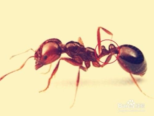 怎樣識別紅火蟻