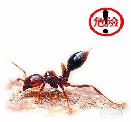 怎樣識別紅火蟻