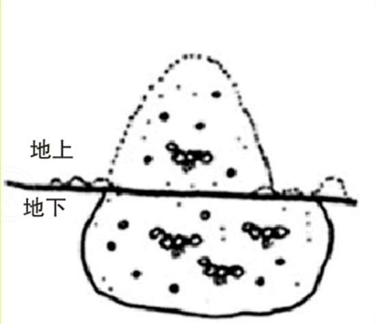 紅火蟻巢.png