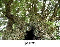 豬血木